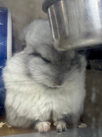 Chinchillas: S026 Mosaic RPA (angora) male chinchilla for sale (USA CCCU lineage)