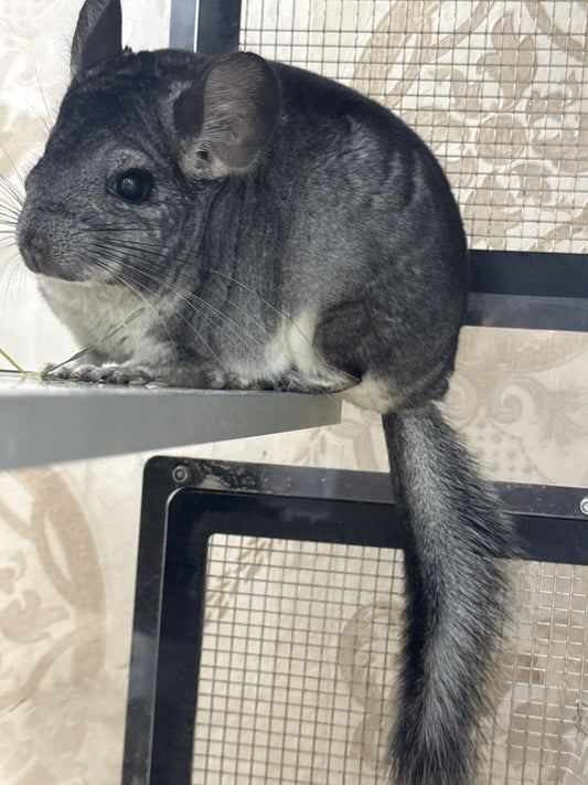 Chinchillas: R013 Standard male chinchilla for sale (USA lineage)