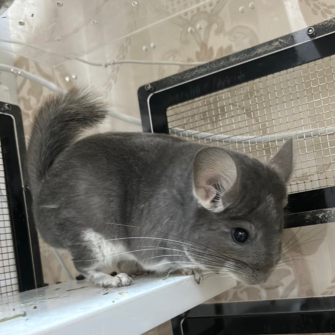 Chinchillas: P15 Violet female chinchilla for sale🥇 1st Place Ribbon - WA 2023 🥇