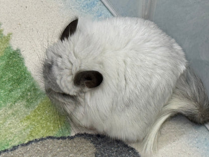 Chinchillas: S028 Mosaic RPA (angora) female chinchilla for sale (USA CCCU lineage) very fluffy