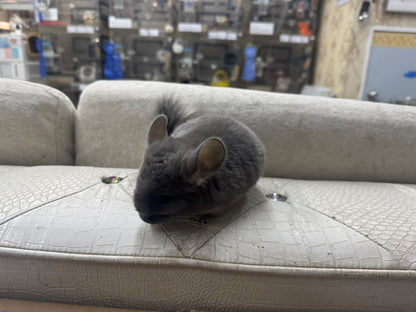 Chinchillas: R039 TOV Violet male chinchilla for sale (Brevi face) (USA lineage)