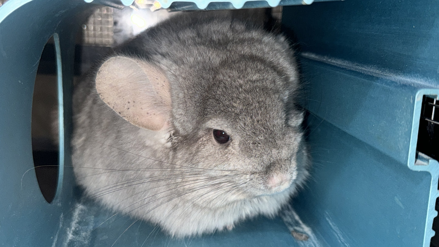 Boarding per chinchilla per day: full payment at least 10 days beforehand please do not self check out