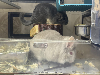 Organic baked pear sticks 100g limited stock