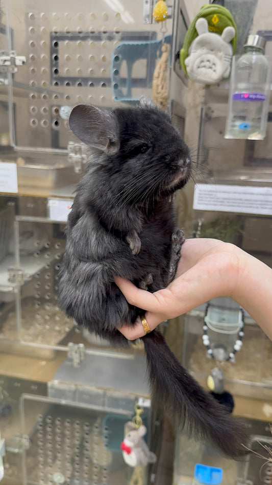 Chinchillas: R032 Dark Ebony RPA (angora) male chinchilla for sale (CCCU USA lineage)