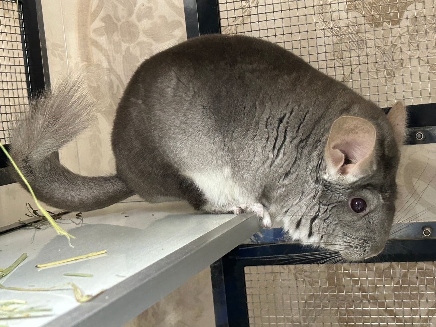 Chinchillas: N503 Dark Beige female chinchilla for sale with Section Champion ribbon