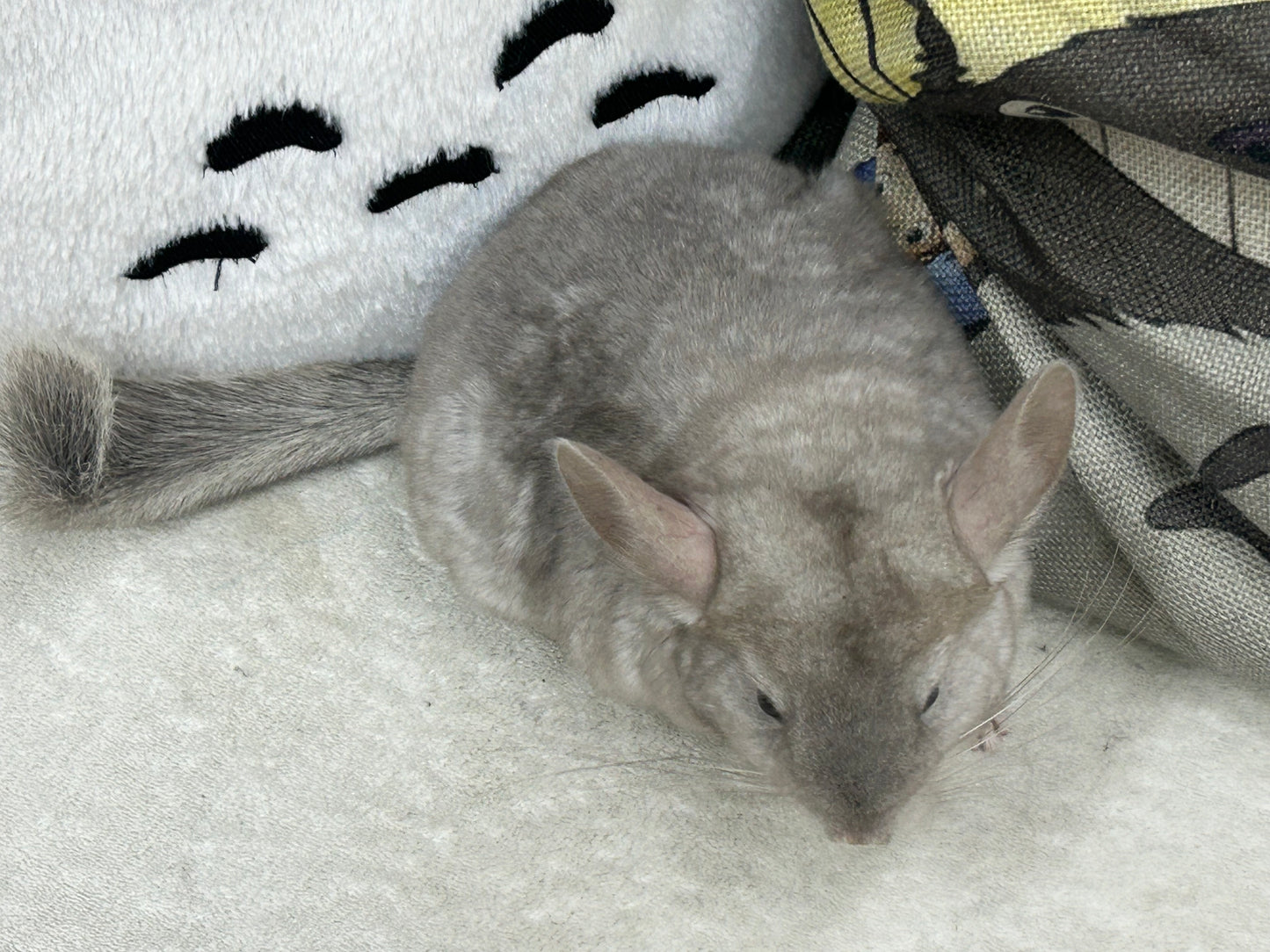 Chinchillas: R005 Beige female chinchilla for sale (USA lineage)