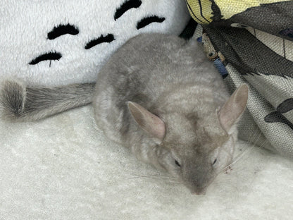 Chinchillas: R005 Beige female chinchilla for sale (USA lineage)