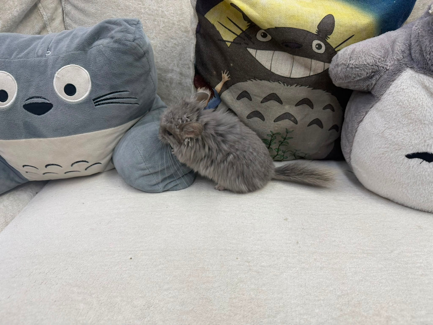 Chinchillas: T011 Violet RPA (Angora) female chinchilla  (USA CCCU lineage)
