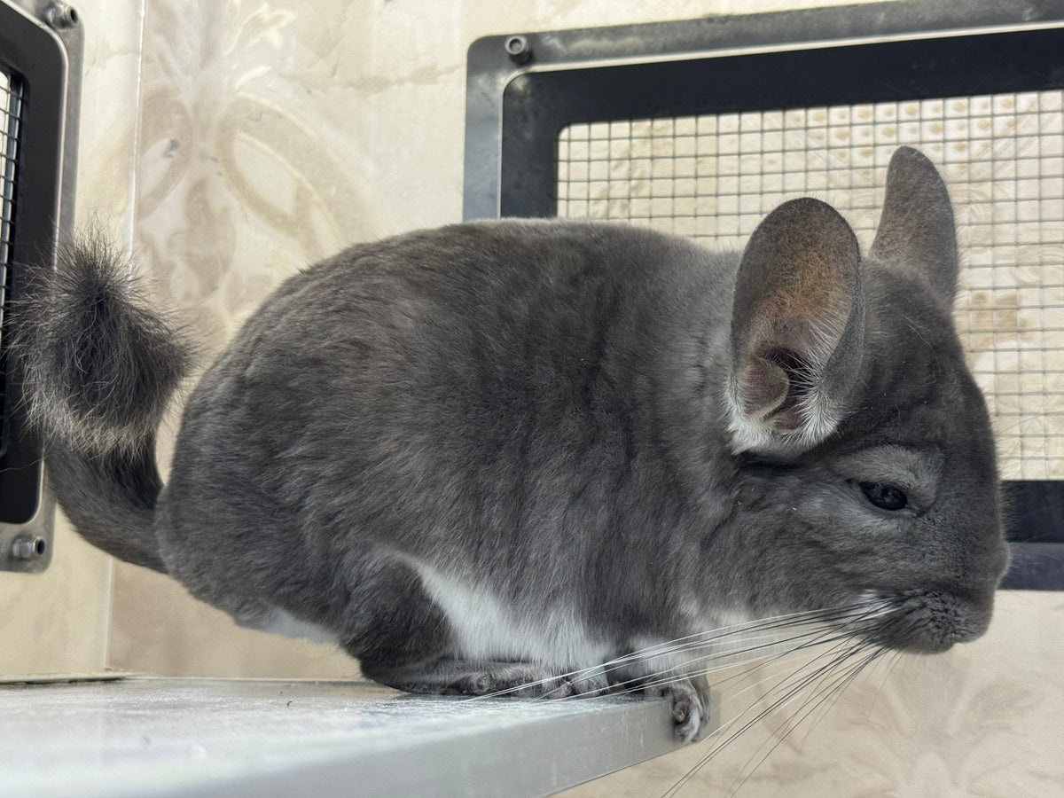 Chinchillas: P018 Violet male chinchilla for sale (USA lineage)