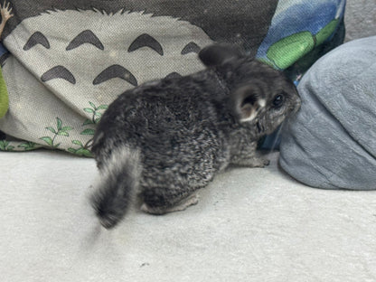 Chinchillas: T022 Standard male chinchilla for sale (USA Master Breeder’s lineage)