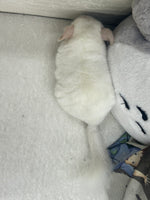 Chinchillas: R009 Pink White male chinchilla for sale big size