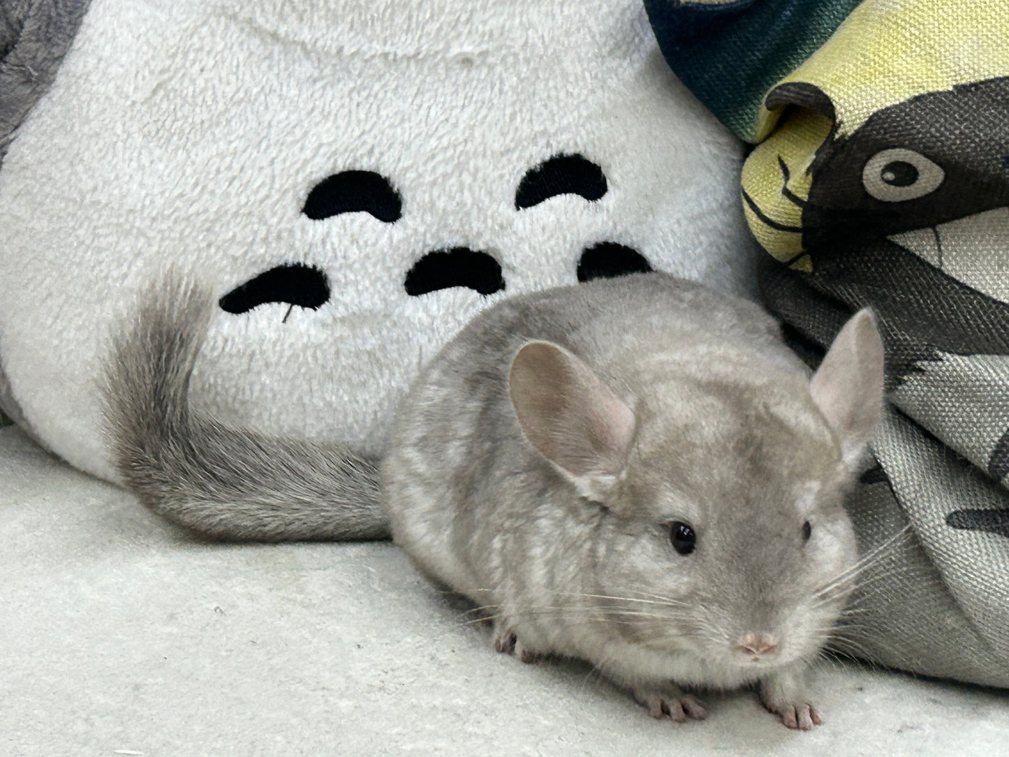 Chinchillas: R005 Beige female chinchilla for sale (USA lineage)