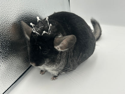 Crown / tiara 3 cm or 5 cm diameter for playtime and photography with small animals like chinchillas, rabbits and guinea pigs