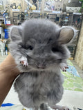 Chinchillas: R034 Violet RPA female for sale (big size genes)