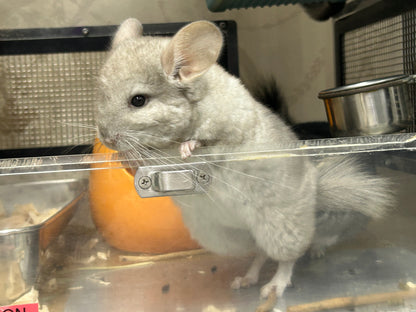 Chinchillas: P026 Beige Violet male chinchilla for sale (curled “rosette” tail n 2 missing fingers)curly potato super soft fur and chubby (USA lineage)