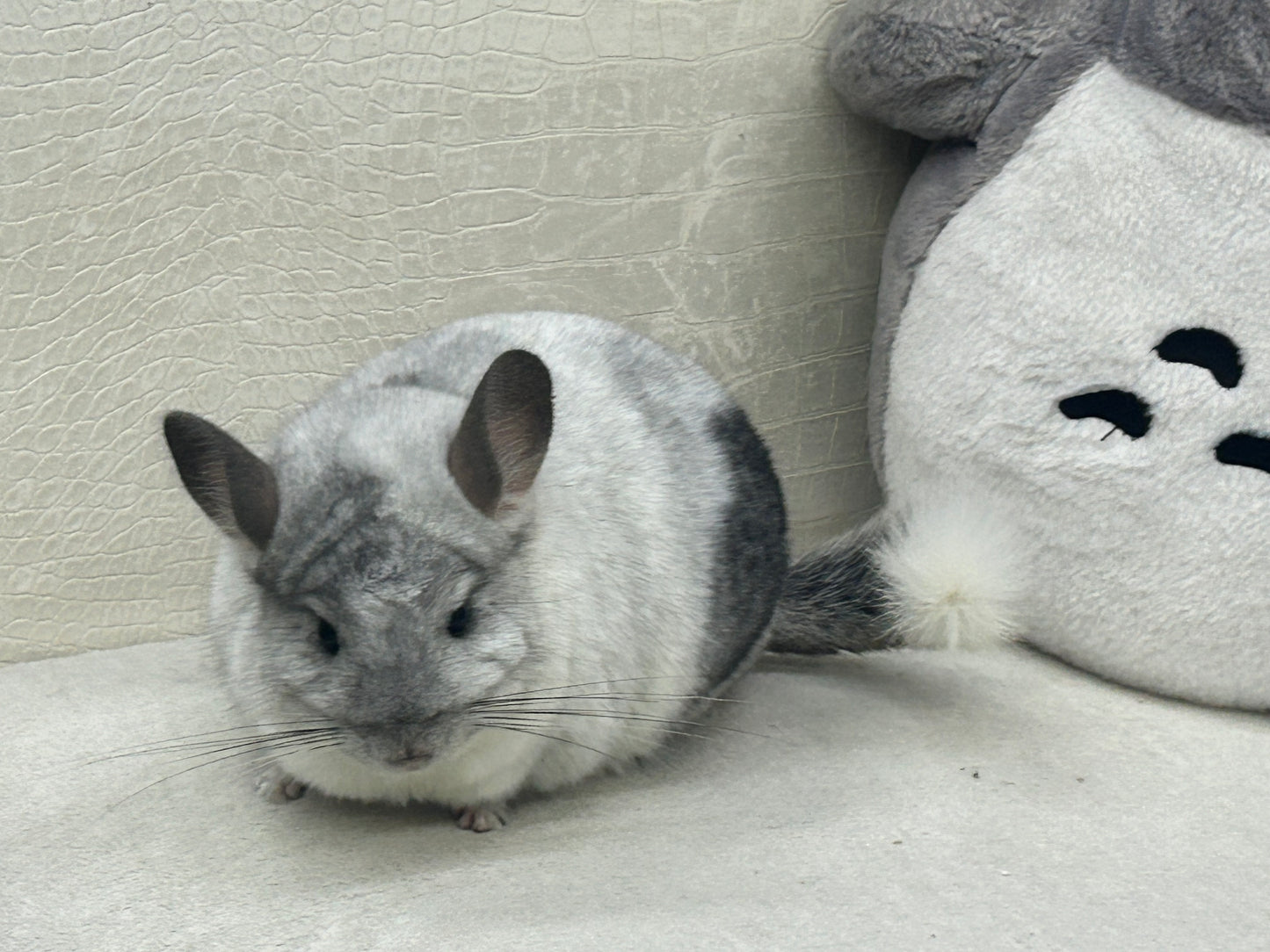 Chinchillas: N445 Mosaic male chinchilla for sale 🏆 Section Champion - WA 2023 🏆