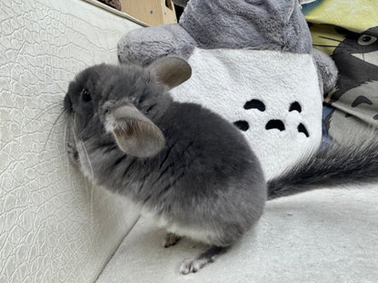 Chinchillas: R040 TOV Violet male chinchilla for sale (Brevi face) (USA lineage)