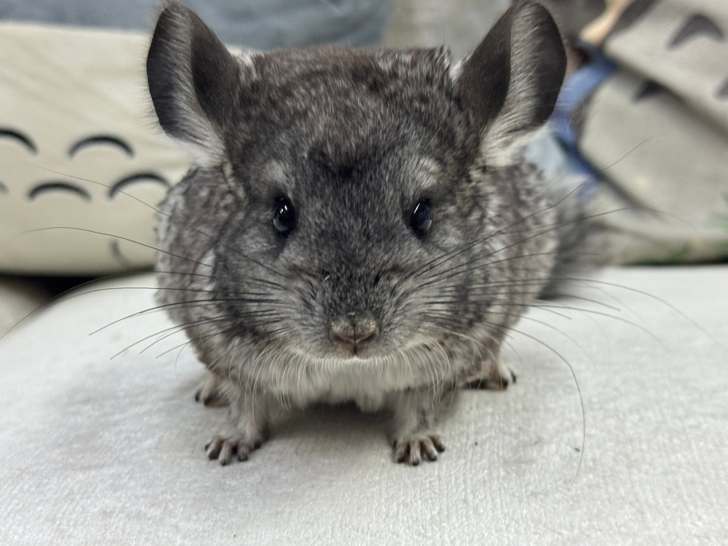 Chinchillas: T014 Standard female chinchilla for sale (Master Breeder’s USA lineage)