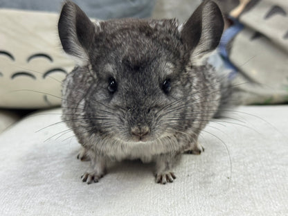 Chinchillas: T014 Standard female chinchilla for sale (Master Breeder’s USA lineage)