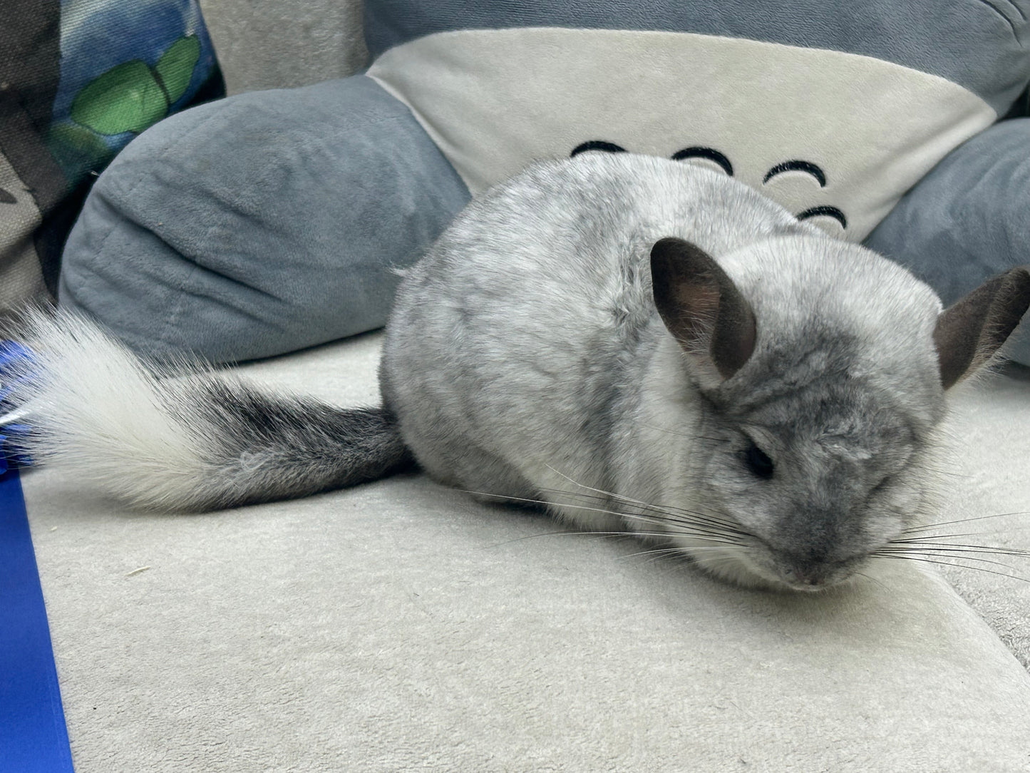 Chinchillas: N445 Mosaic male chinchilla for sale 🏆 Section Champion - WA 2023 🏆