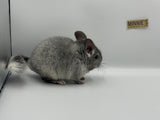 Chinchillas: R019 Silver Mosaic female chinchilla for sale daughter of Reserve grand show champ 2022