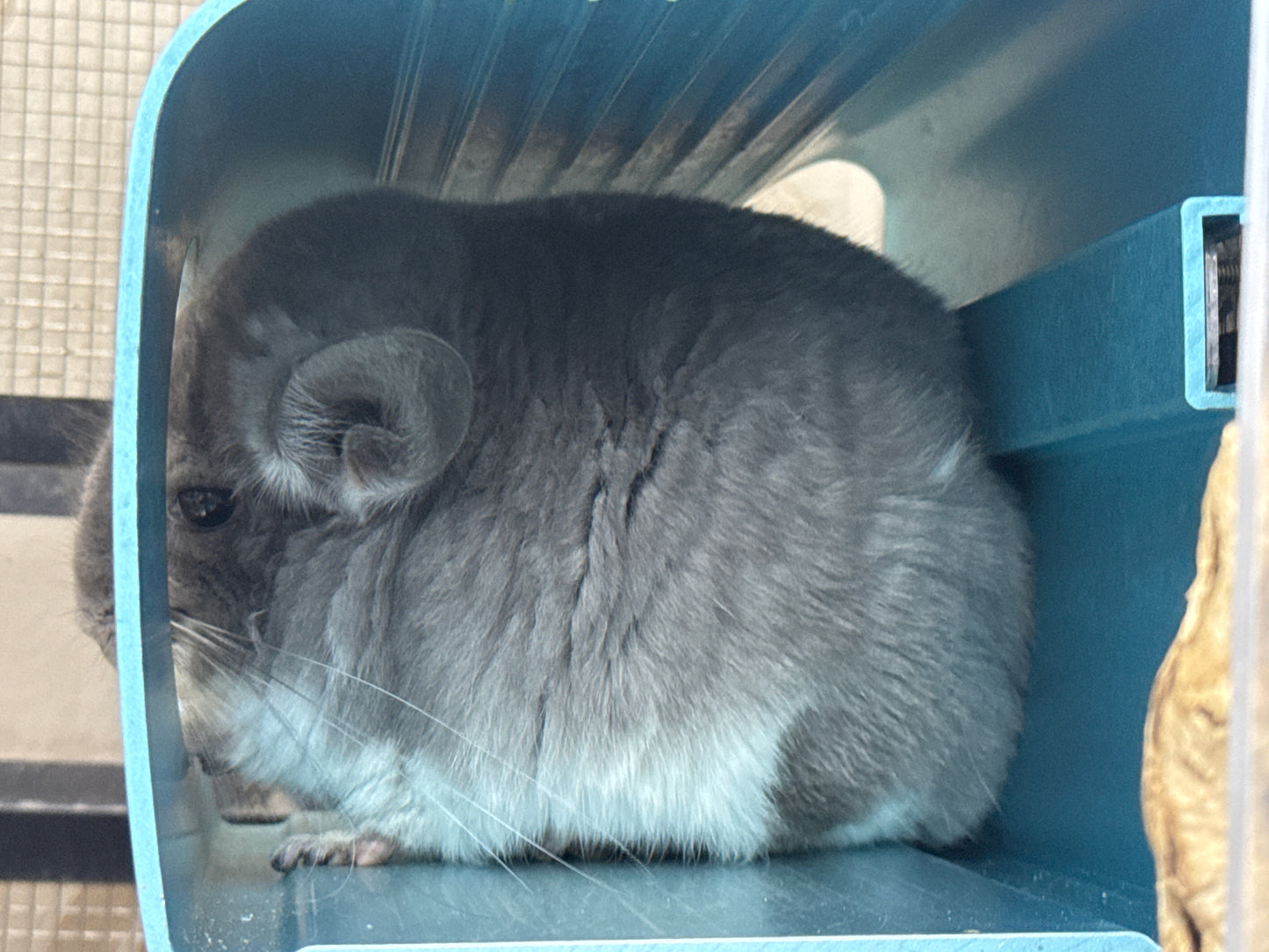 Chinchillas: R014 Violet male chinchilla for sale (USA lineage)