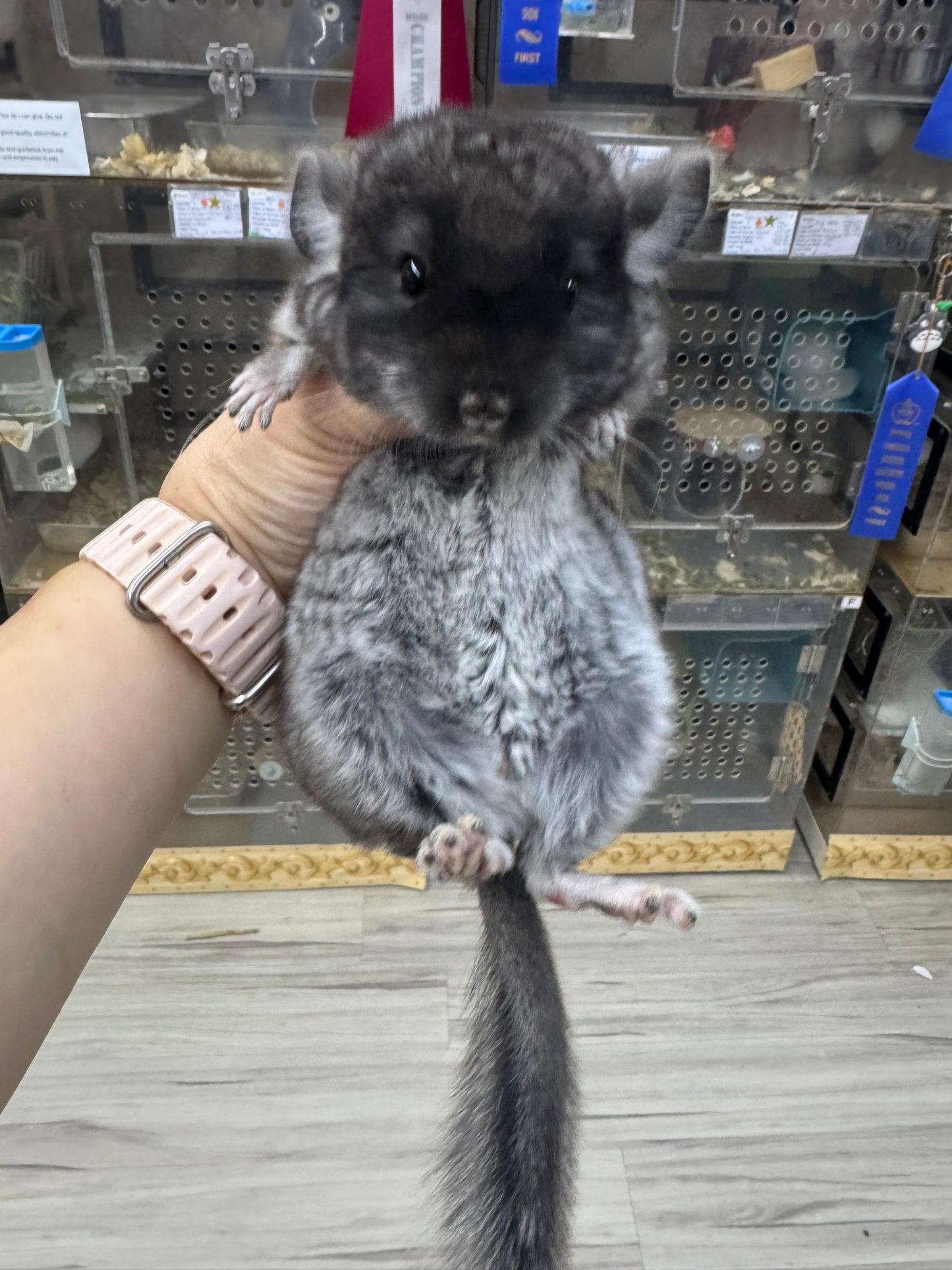 Chinchillas: S019 Black Velvet male chinchilla for sale (USA lineage)