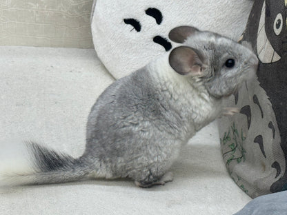 Chinchillas: R029 Mosaic (beautiful markings) male chinchilla for sale (USA lineage)