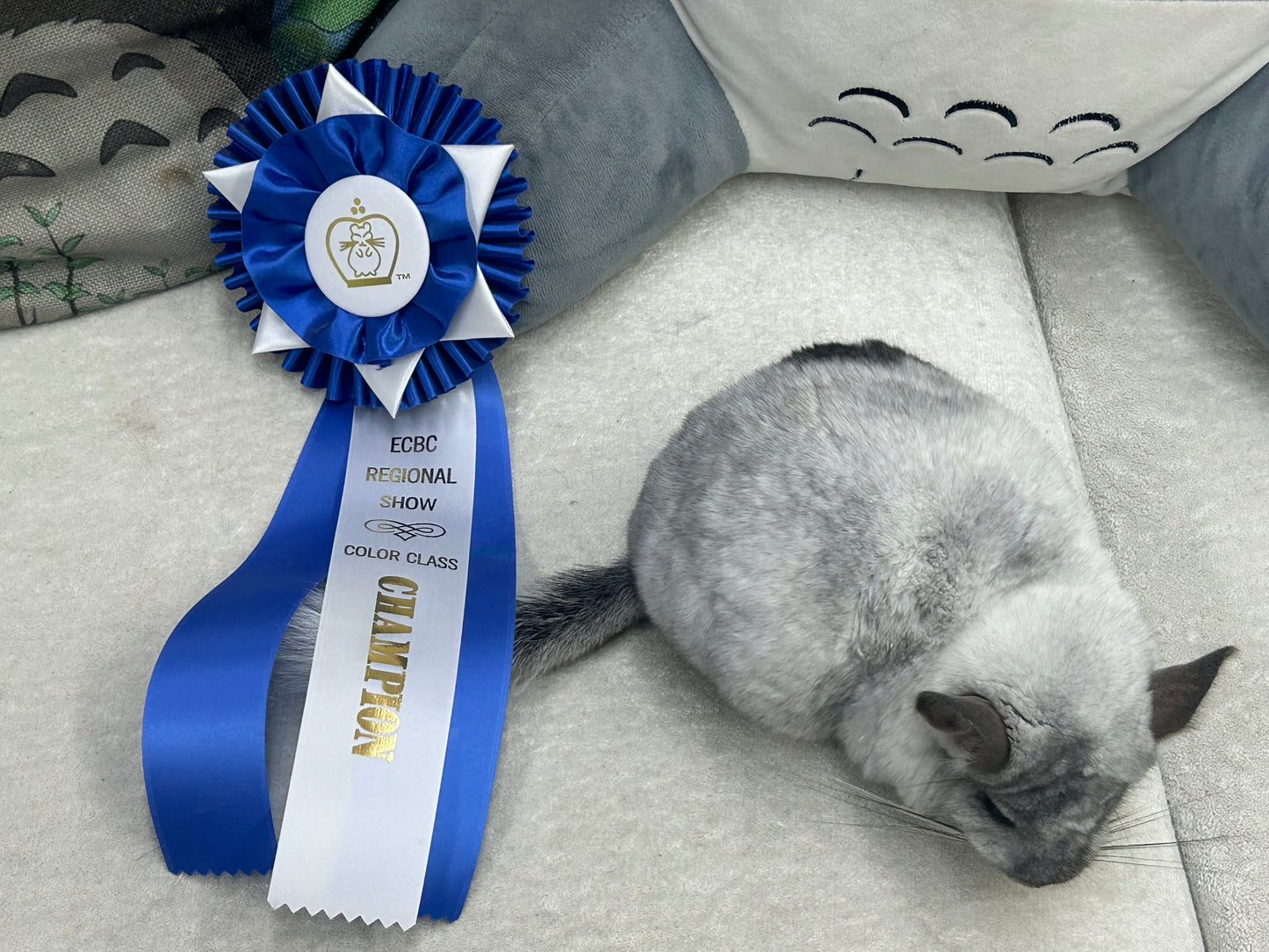 Chinchillas: N445 Mosaic male chinchilla for sale 🏆 Section Champion - WA 2023 🏆