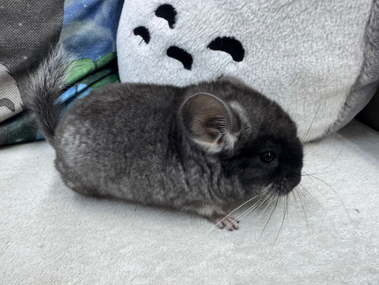 Chinchillas: S019 Black Velvet male chinchilla for sale (USA lineage)