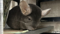 Chinchillas: 20214 Dark Tan female chinchilla for sale