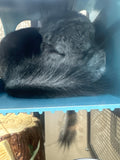 Chinchillas: R021 Standard RPA female chinchilla for sale from big sized angora parents