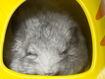 Chinchillas: S028 Mosaic RPA (angora) female chinchilla for sale (USA CCCU lineage)
