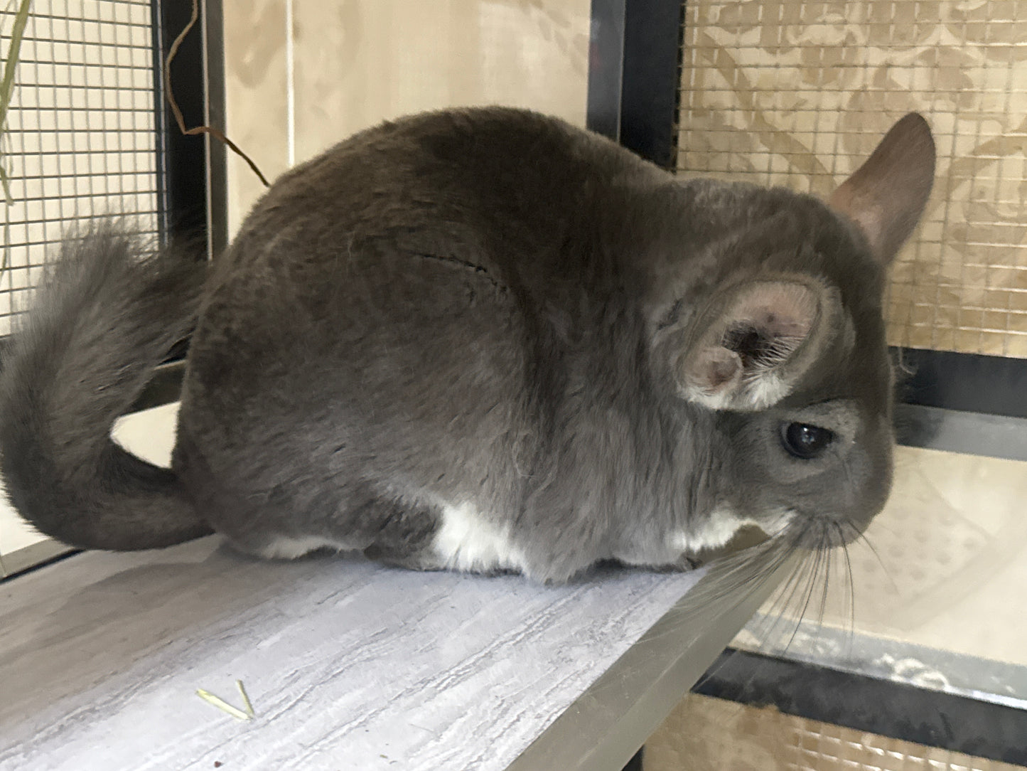 Chinchillas: N003 Violet female chinchilla for sale (USA lineage)