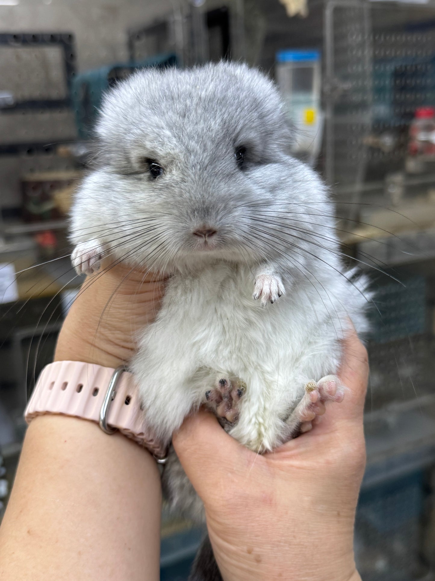 Chinchillas: R045 Mosaic RPA (angora) female chinchilla for sale (USA CCCU lineage)