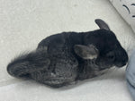 Chinchillas: R036 Black Velvet female chinchilla for sale