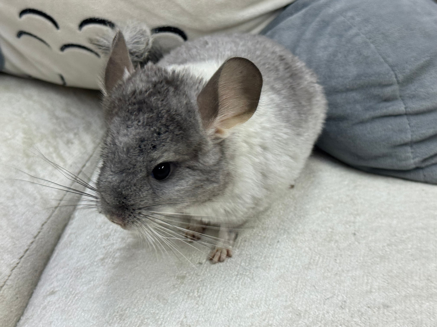 Chinchillas: T013 Extreme Mosaic female chinchilla for sale (USA Master Breeder’s lineage)