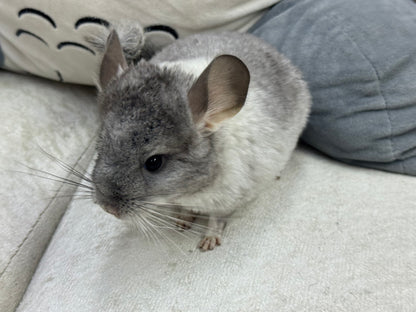 Chinchillas: T013 Extreme Mosaic female chinchilla for sale (USA Master Breeder’s lineage)
