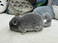 Chinchillas: R014 Violet male chinchilla for sale