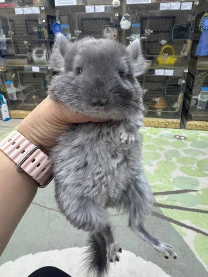 Chinchillas: R039 TOV Violet male chinchilla for sale (Brevi face) (USA lineage)