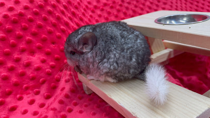 Chinchillas: T006 Mosaic male chinchilla for sale (USA Master Breeder’s lineage)