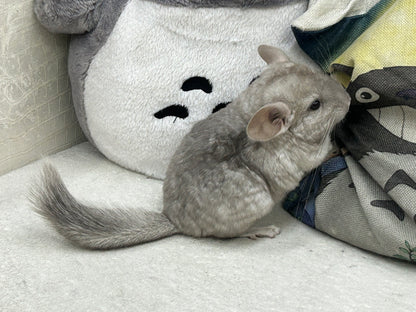 Chinchillas: R005 Beige female chinchilla for sale (USA lineage)