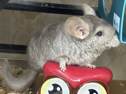 Chinchillas: R022 Beige female chinchilla for sale (USA lineage)