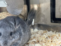 Chinchillas: R021 Standard RPA female chinchilla for sale from big sized angora parents