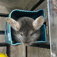 Chinchillas: 20214 Dark Tan female chinchilla for sale