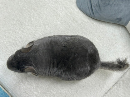 Chinchillas: P15 Violet female chinchilla for sale🥇 1st Place Ribbon - WA 2023 🥇