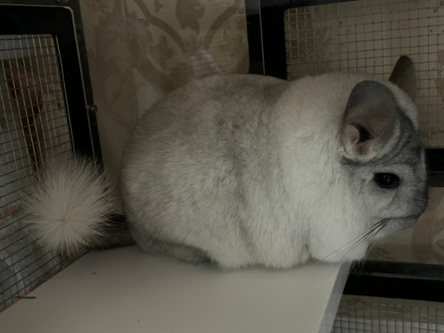 Chinchillas: N445 Mosaic male chinchilla for sale 🏆 Section Champion - WA 2023 🏆