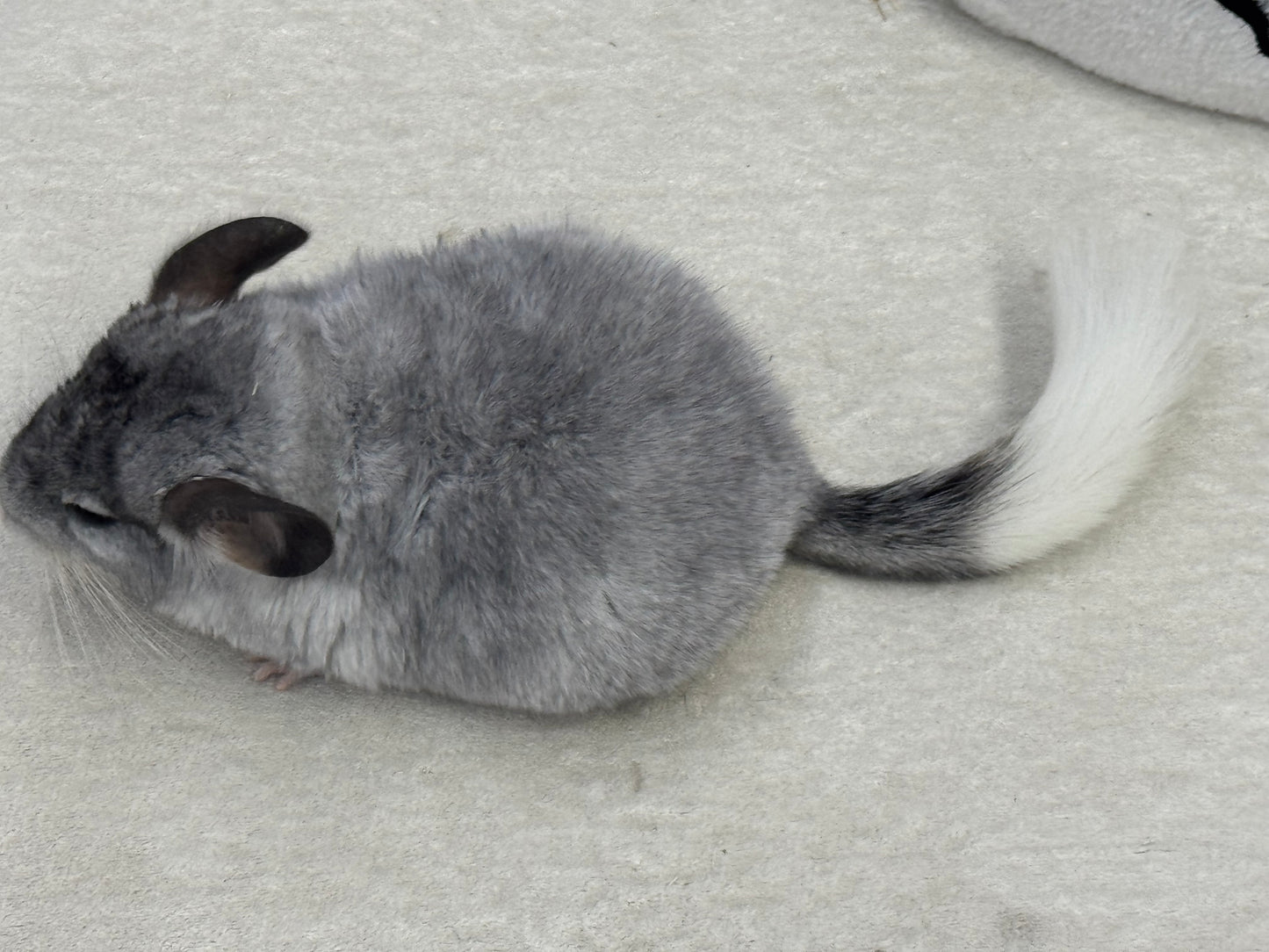 Chinchillas: T006 Mosaic male chinchilla for sale (USA Master Breeder’s lineage)