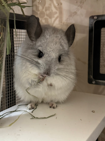 Chinchillas: P66 Mosaic RPA male chinchilla for sale