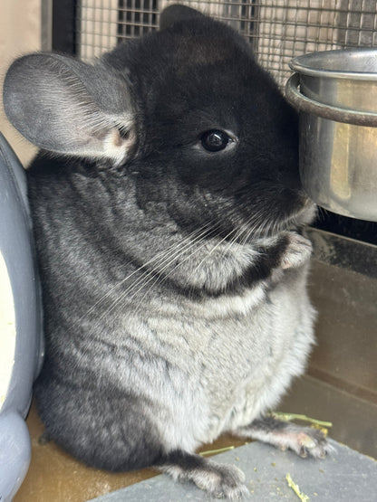 Chinchillas: T007 Black Velvet male chinchilla for sale (USA Master Breeder’s lineage)